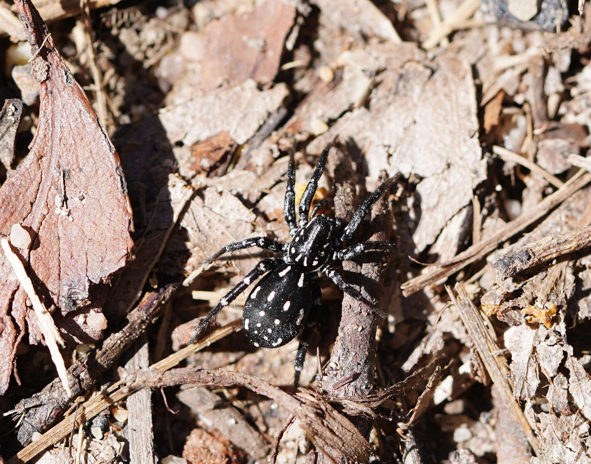 Image de Nyssus albopunctatus (Hogg 1896)