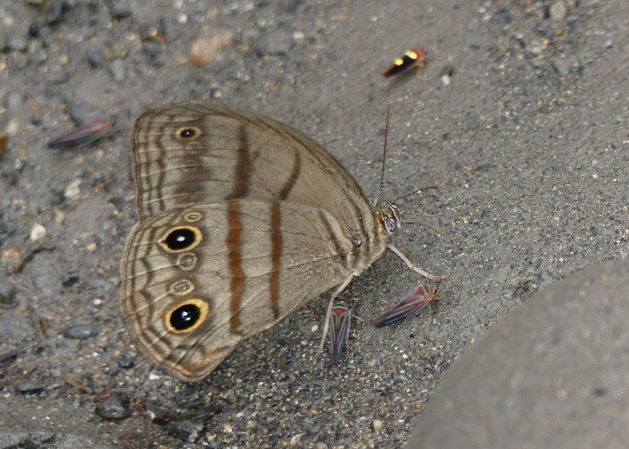 Image of Megeuptychia