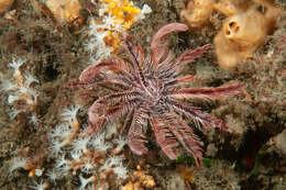 Image of Ptilometridae AH Clark 1914