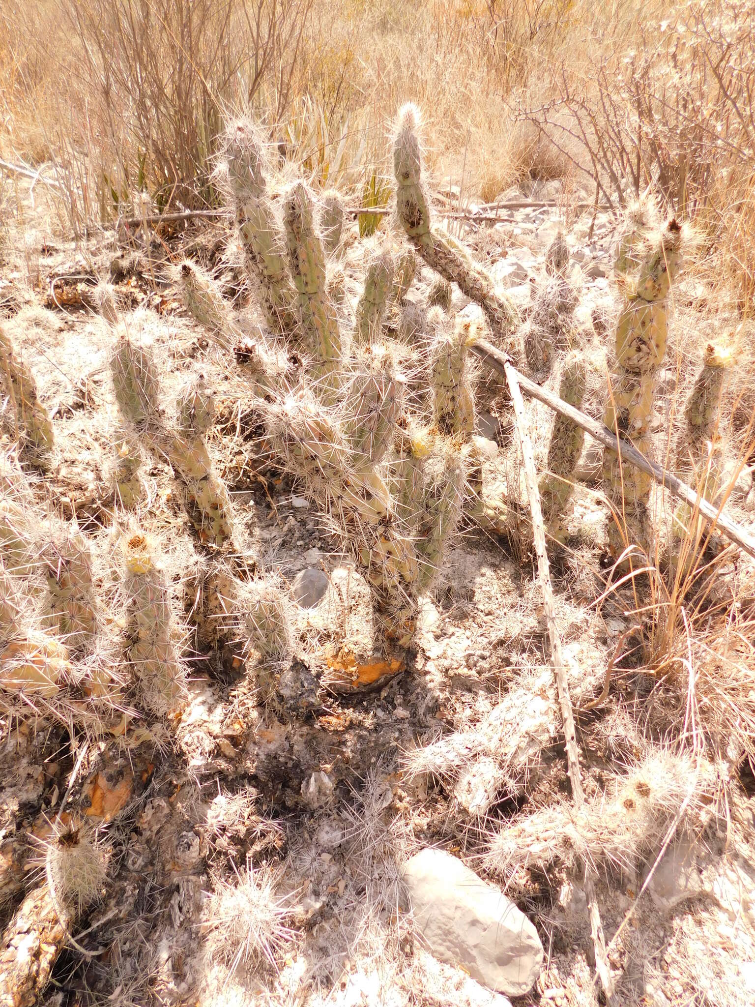 Image of Grusonia bradtiana (J. M. Coult.) Britton & Rose