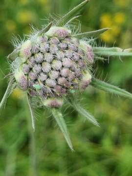 Image of Pincushion-flower