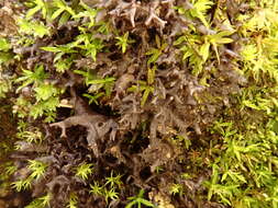 Image of <i>Scytinium palmatum</i>