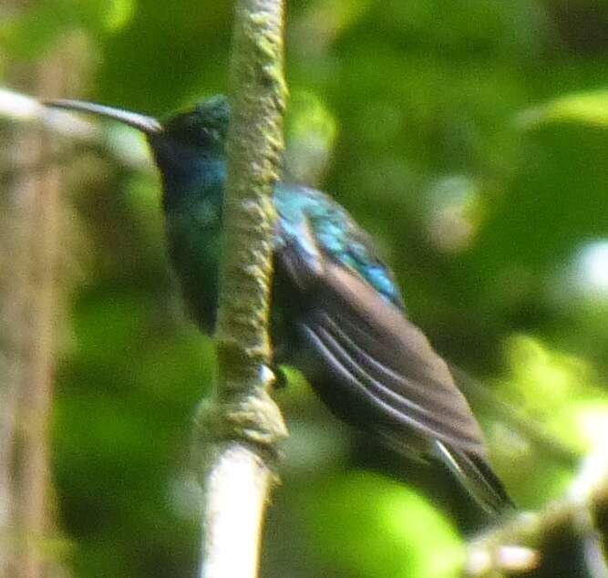 Image of White-tailed Sabrewing