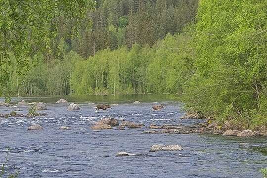 Image of Elk