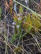 Image of Muraltia hyssopifolia Chod.