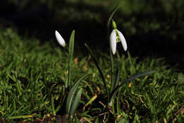 Слика од Galanthus plicatus subsp. byzantinus (Baker) D. A. Webb