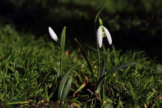 Image of Galanthus plicatus subsp. byzantinus (Baker) D. A. Webb