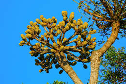 Image of Cussonia sphaerocephala Strey