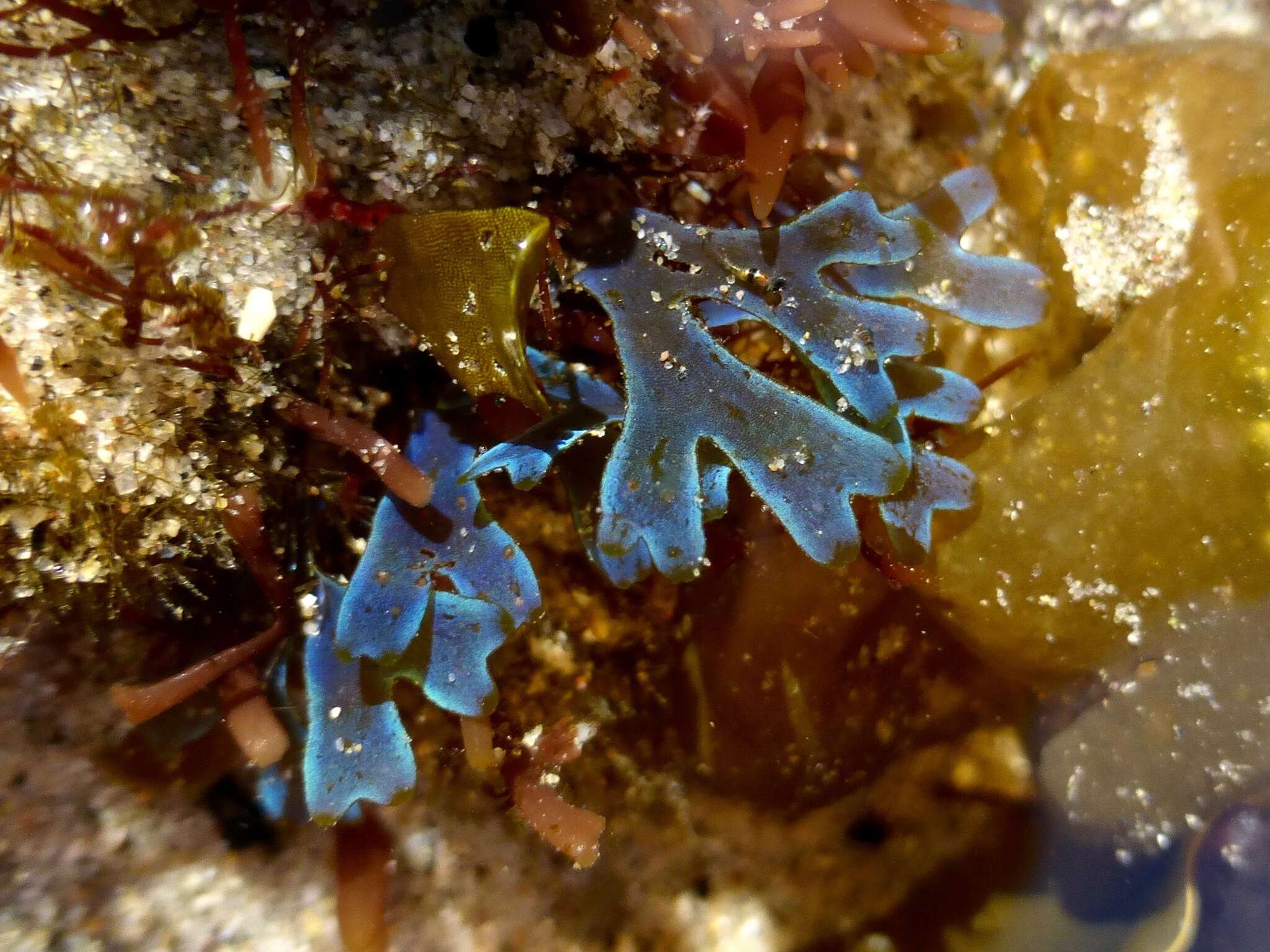 Image of Brown algae