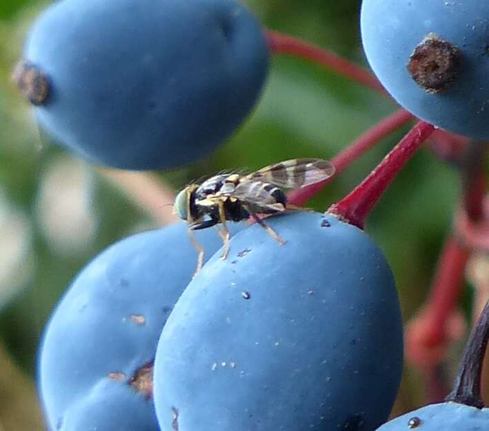 Image of Rhagoletis berberis Curran 1932