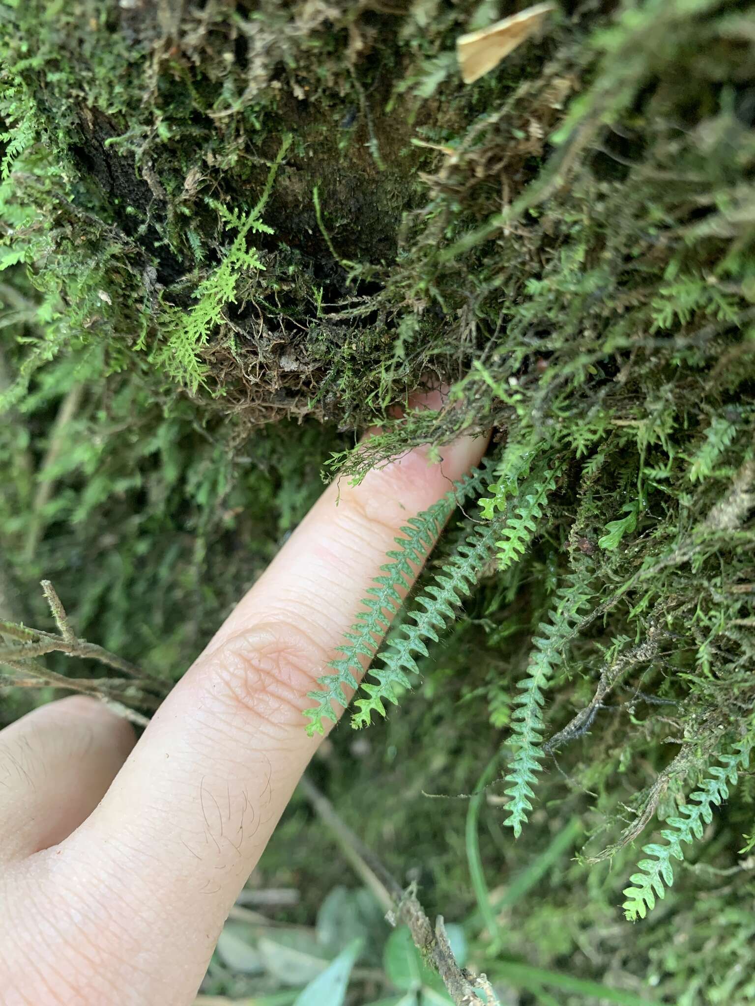 Image of Micropolypodium okuboi (Yatabe) Hayata