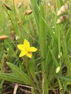 Image of Cyanella lutea subsp. lutea