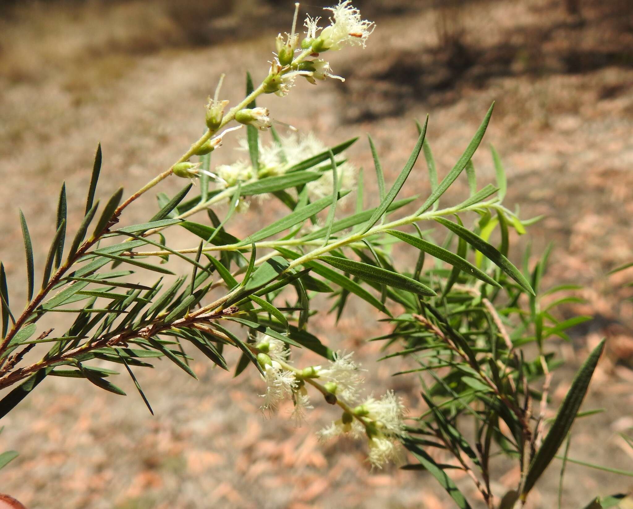 Image de Melaleuca trichostachya Lindl.