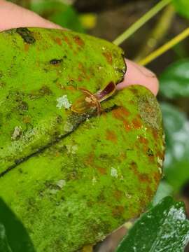 Image of Pleurothallis convexa Luer & Hirtz