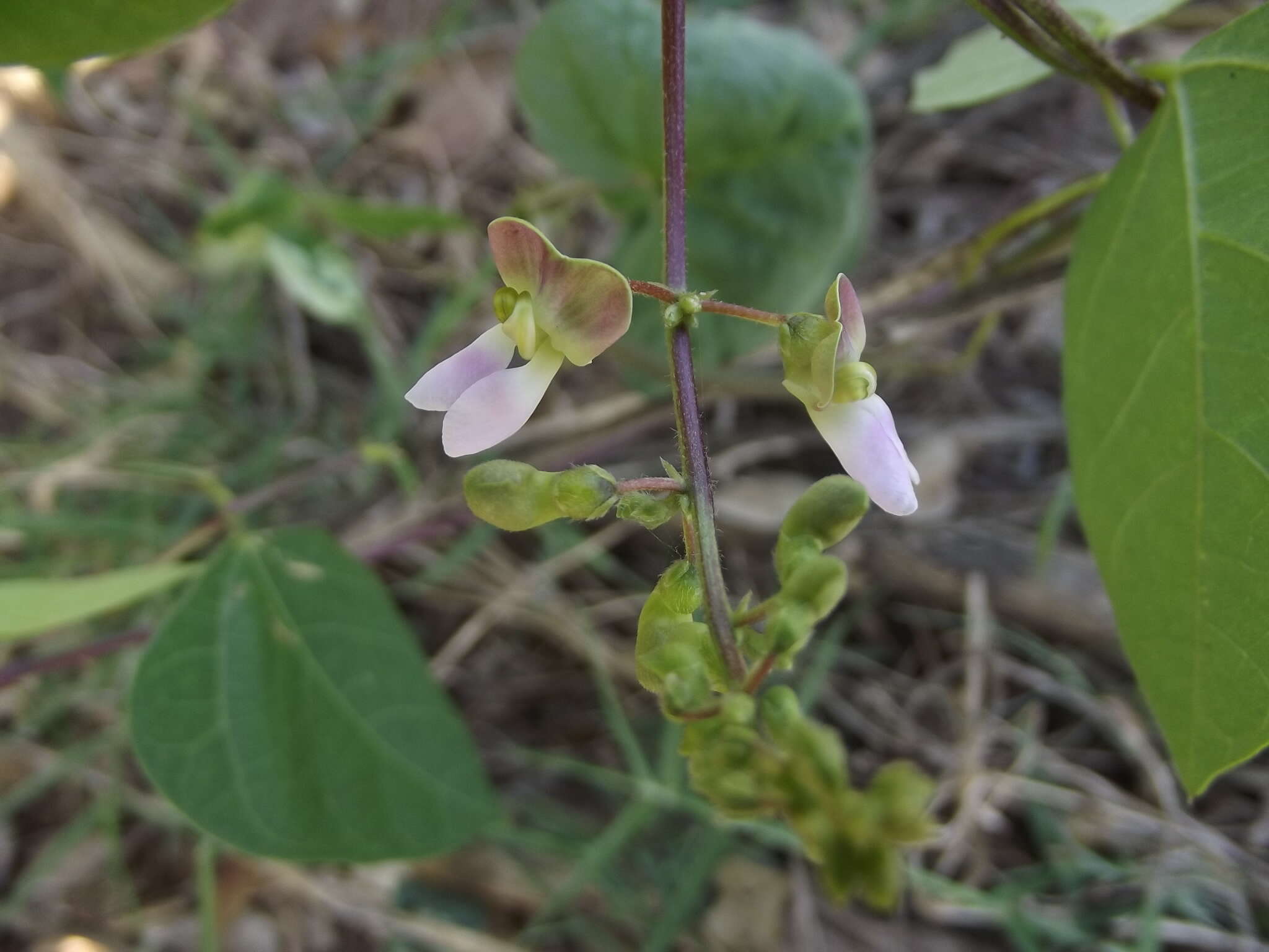 Image of sieva bean