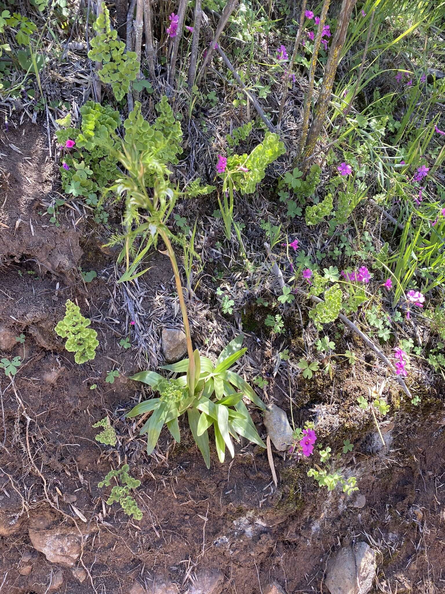 Image of Bipinnula plumosa Lindl.