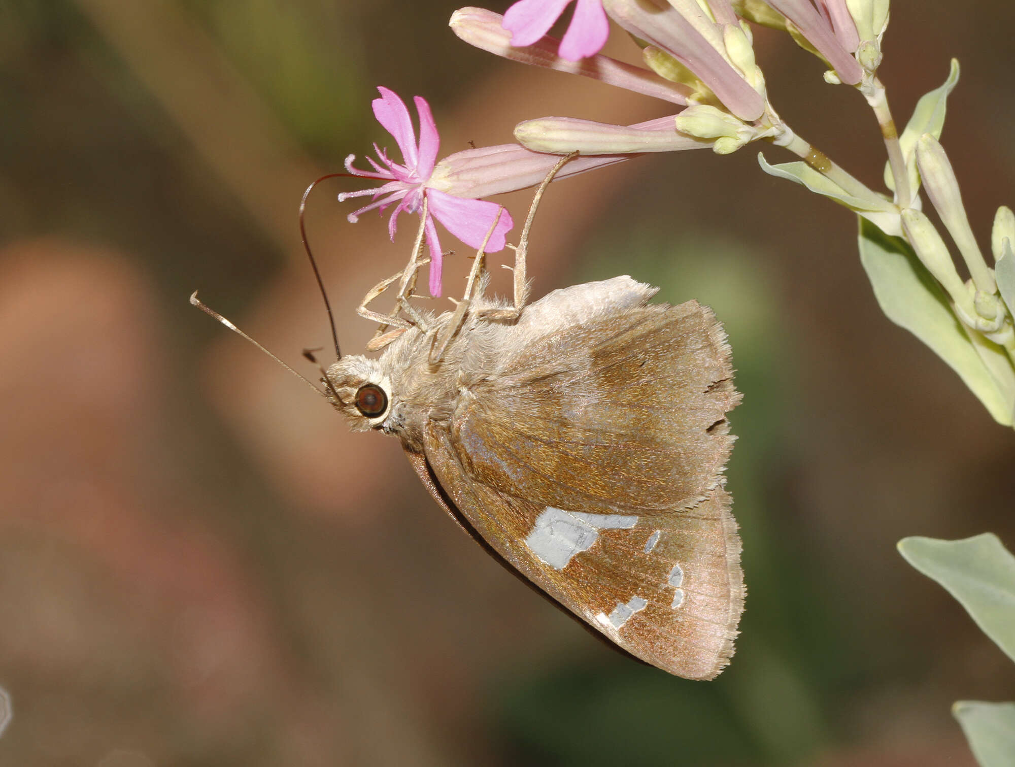 Image de Notocrypta feisthamelii alysos Moore 1865