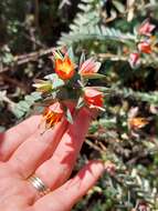 Image of Darwinia citriodora (Endl.) Benth.