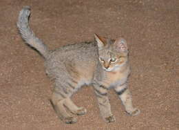 Image of African Wildcat