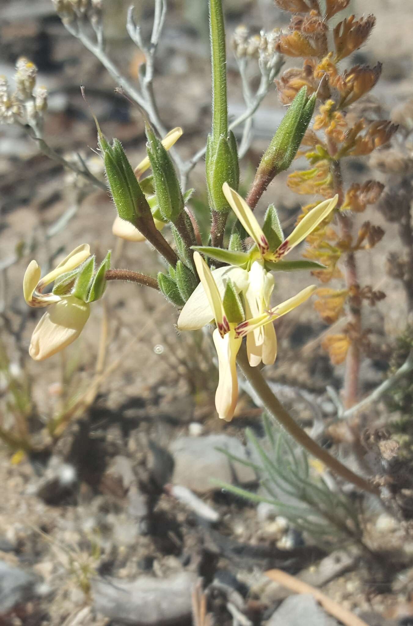 Image of Pelargonium rapaceum (L.) L'Her. ex Jacq.