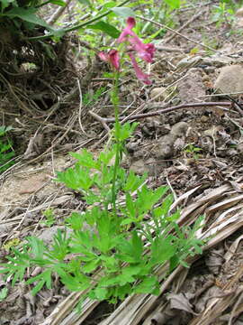 Image of Corydalis buschii Nakai