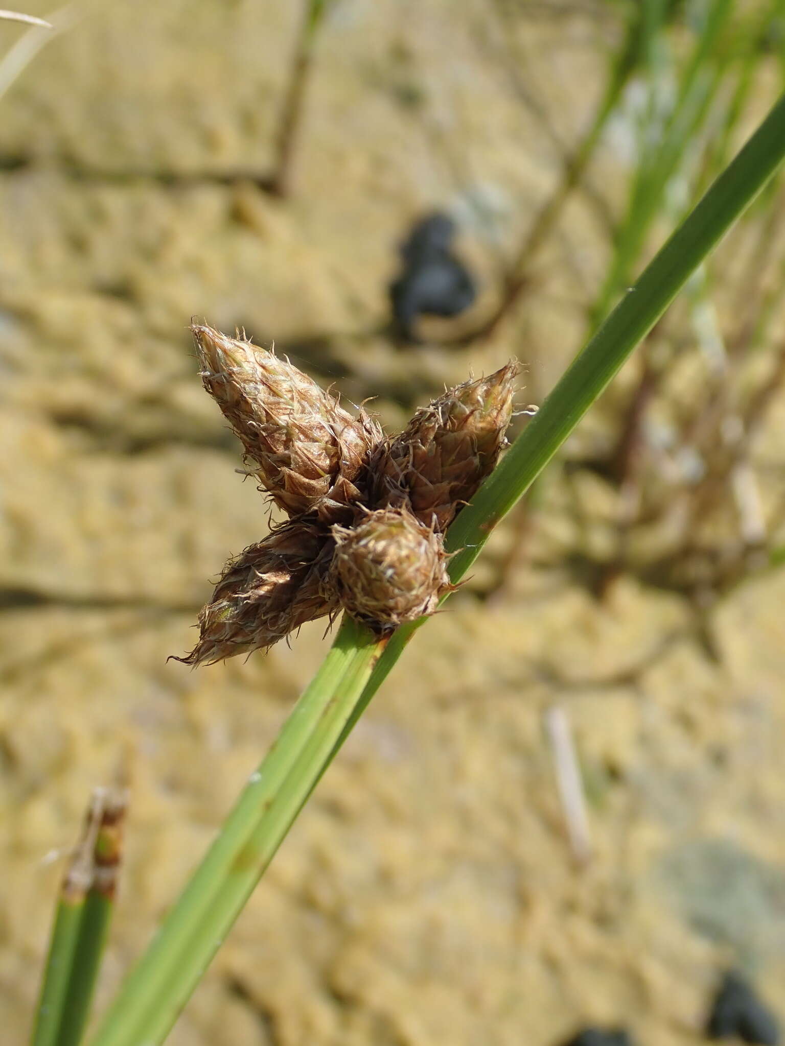 Image of cosmopolitan bulrush