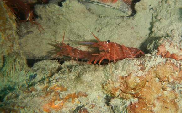 Image of Mediterranean cleaner shrimp