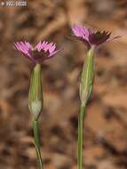 Imagem de Dianthus tripunctatus Sm.