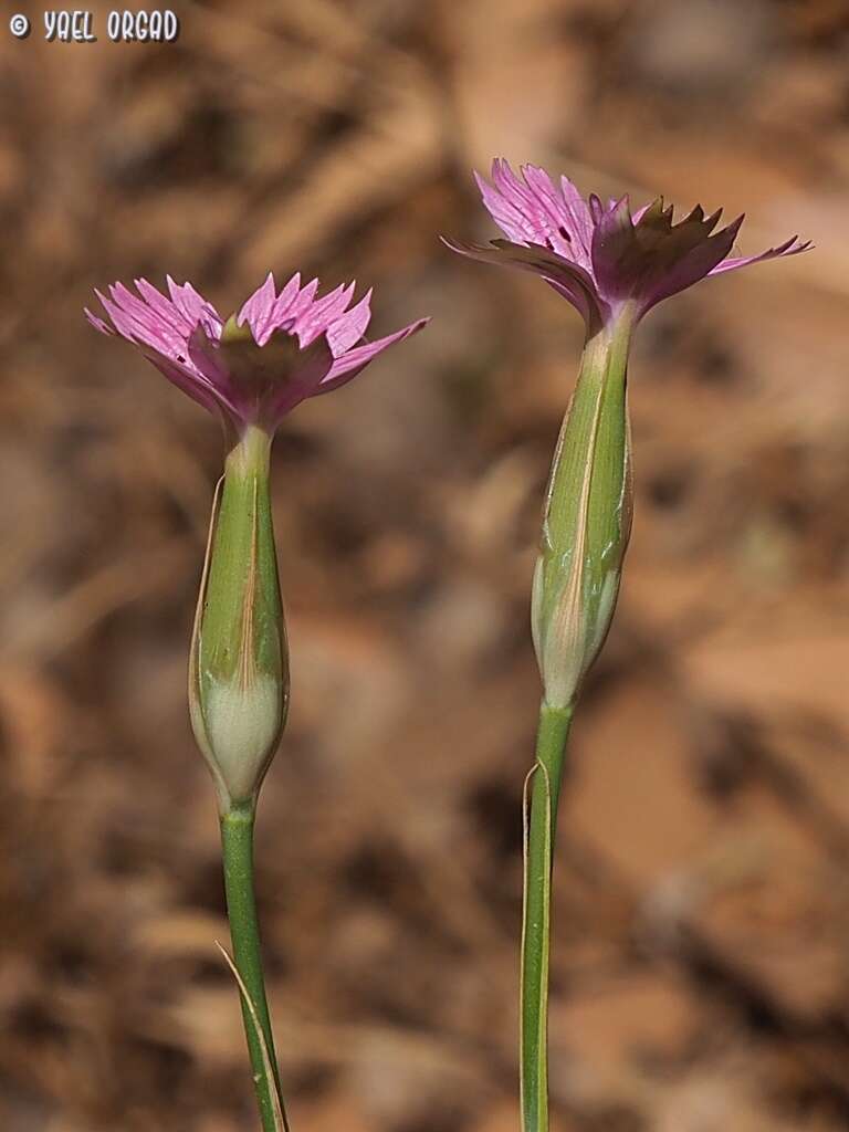 Imagem de Dianthus tripunctatus Sm.