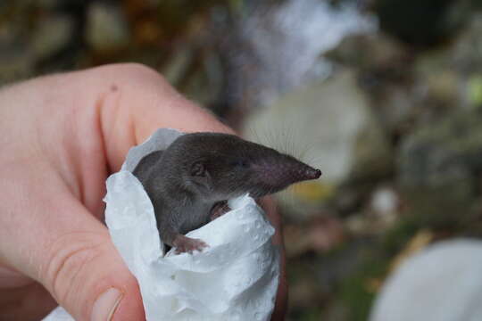 Image of Reddish-gray Musk Shrew