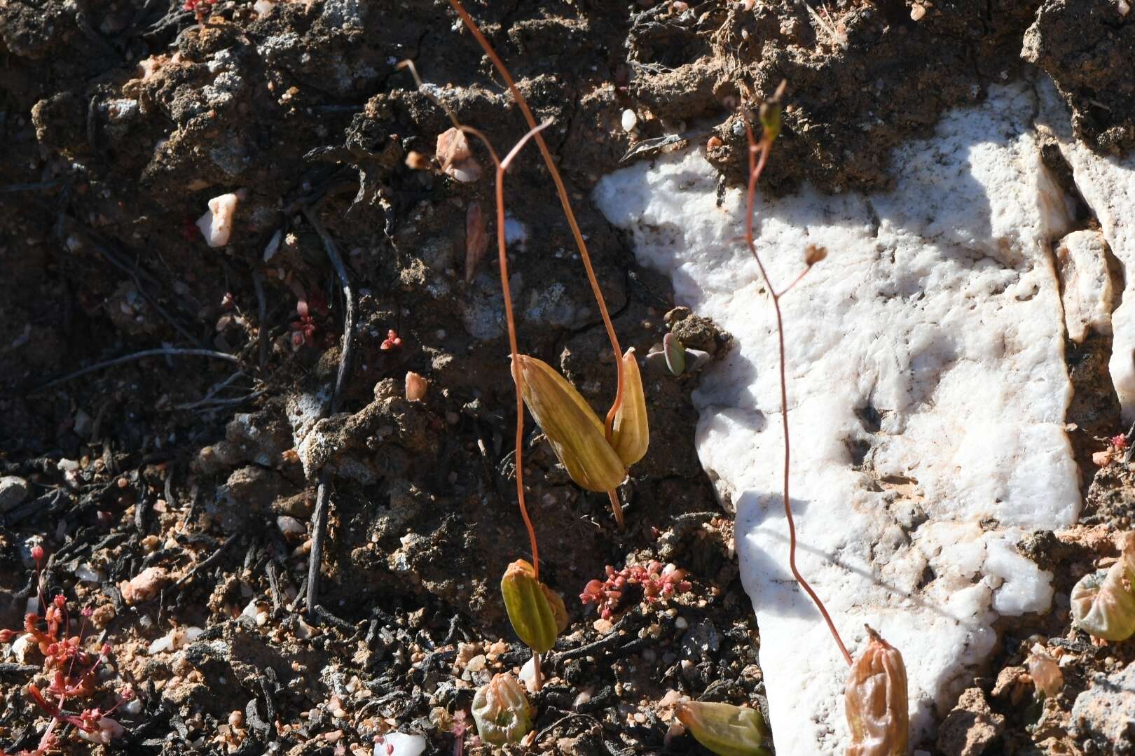 Image of Bulbine diphylla Schltr. ex Poelln.