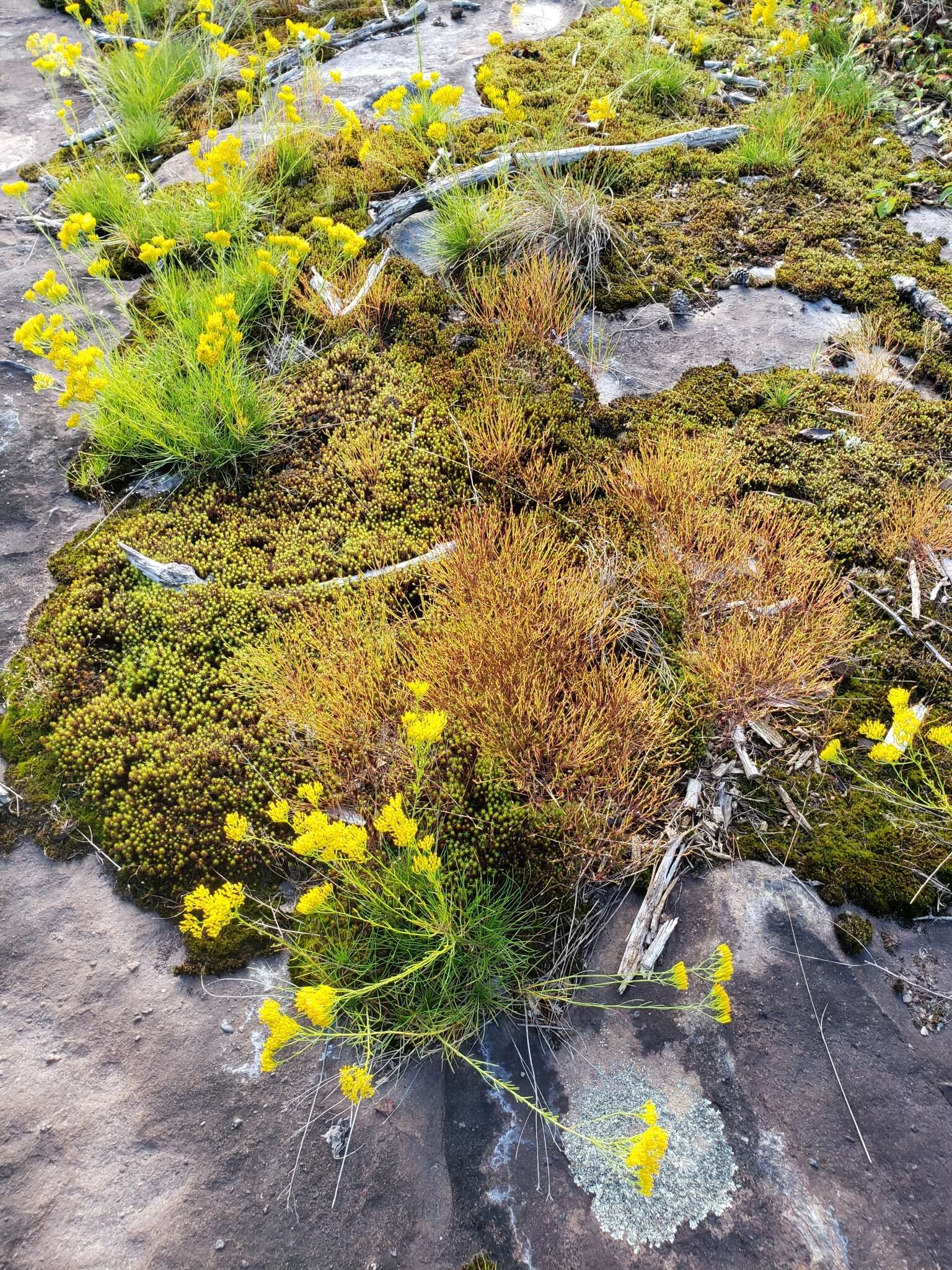 Image of Nuttall's rayless goldenrod