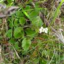 Ourisia macrophylla Hook.的圖片