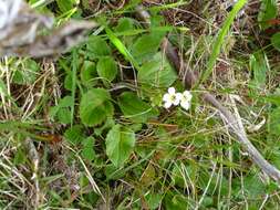 Imagem de Ourisia macrophylla Hook.