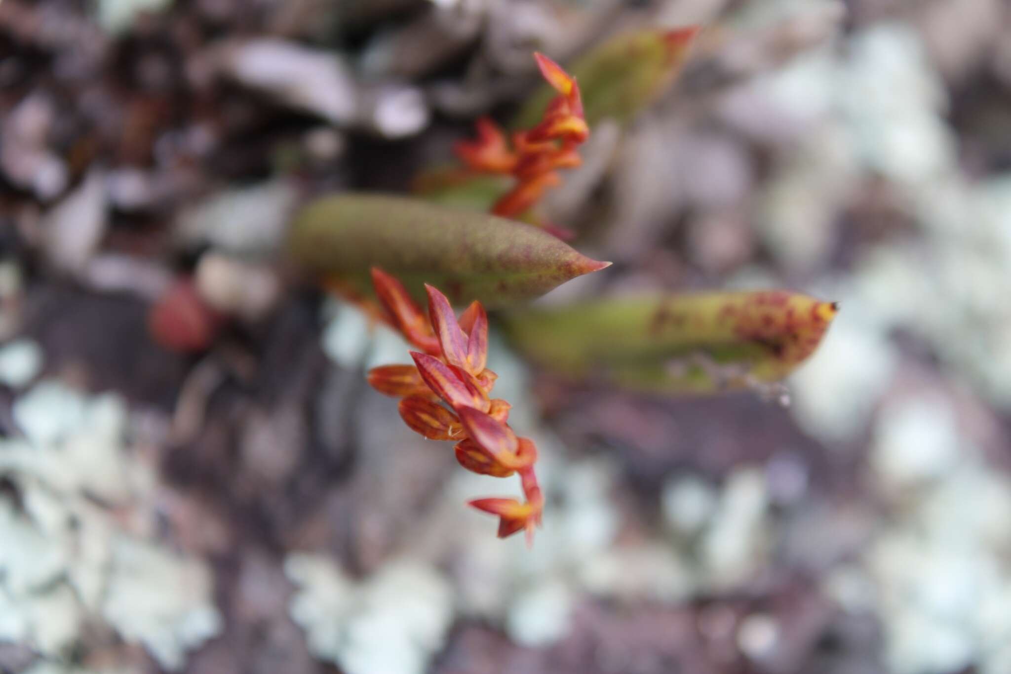 Image of Acianthera teres (Lindl.) Borba