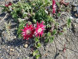 Image of Leucheria purpurea (Vahl) Hook. & Arn.