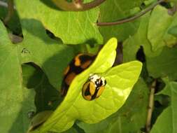 Image of Chelymorpha varians (Blanchard 1851)