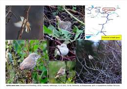 Image of Asian Desert Warbler