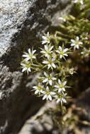 Image of brittle sandwort