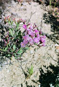 Imagem de Limonium dagmariae