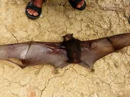 Image of Black-eared Flying Fox