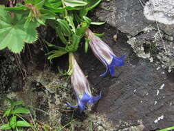 Image of Gentiana septemfida subsp. grossheimii (Doluch.) J. J. Halda