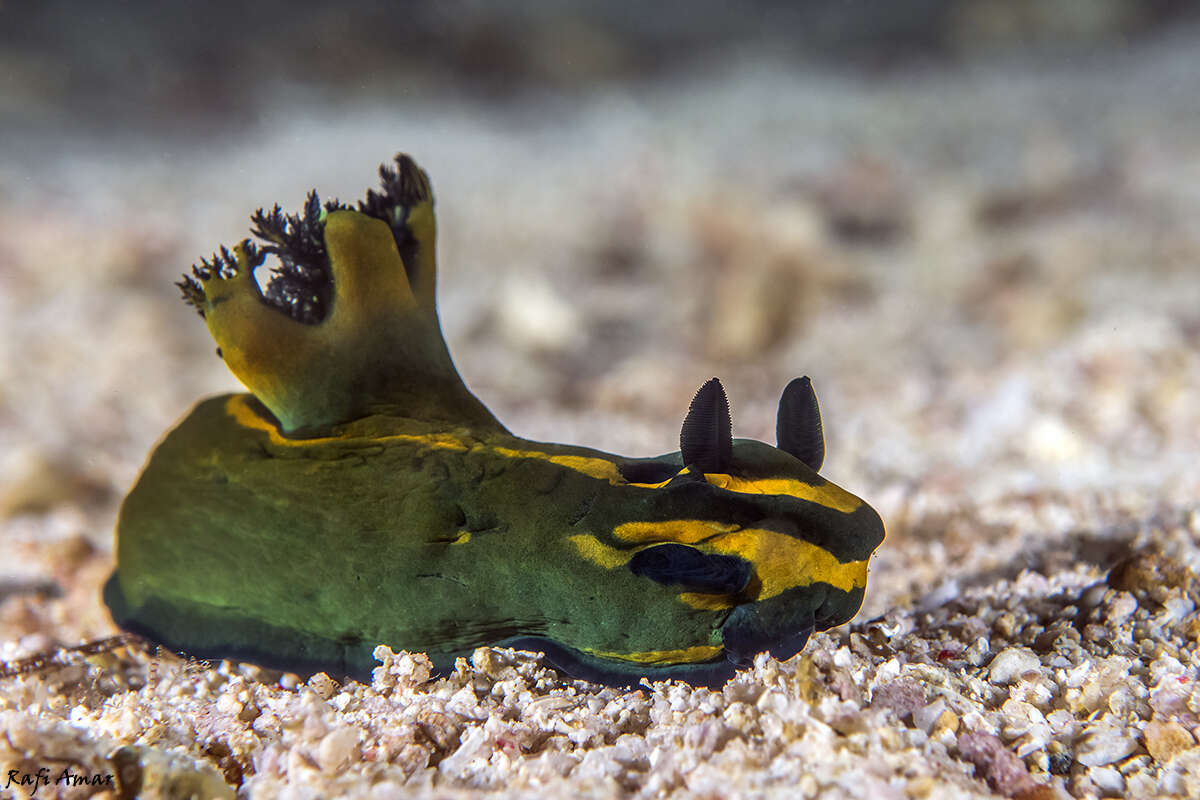 Image of Gold and olive lined slug