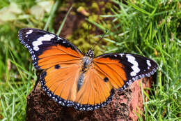 Image of False Plain Tiger