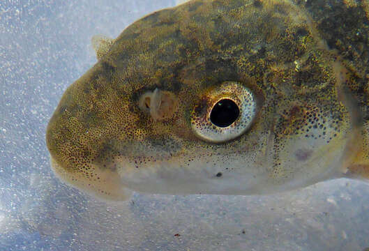 Catostomus occidentalis Ayres 1854 resmi