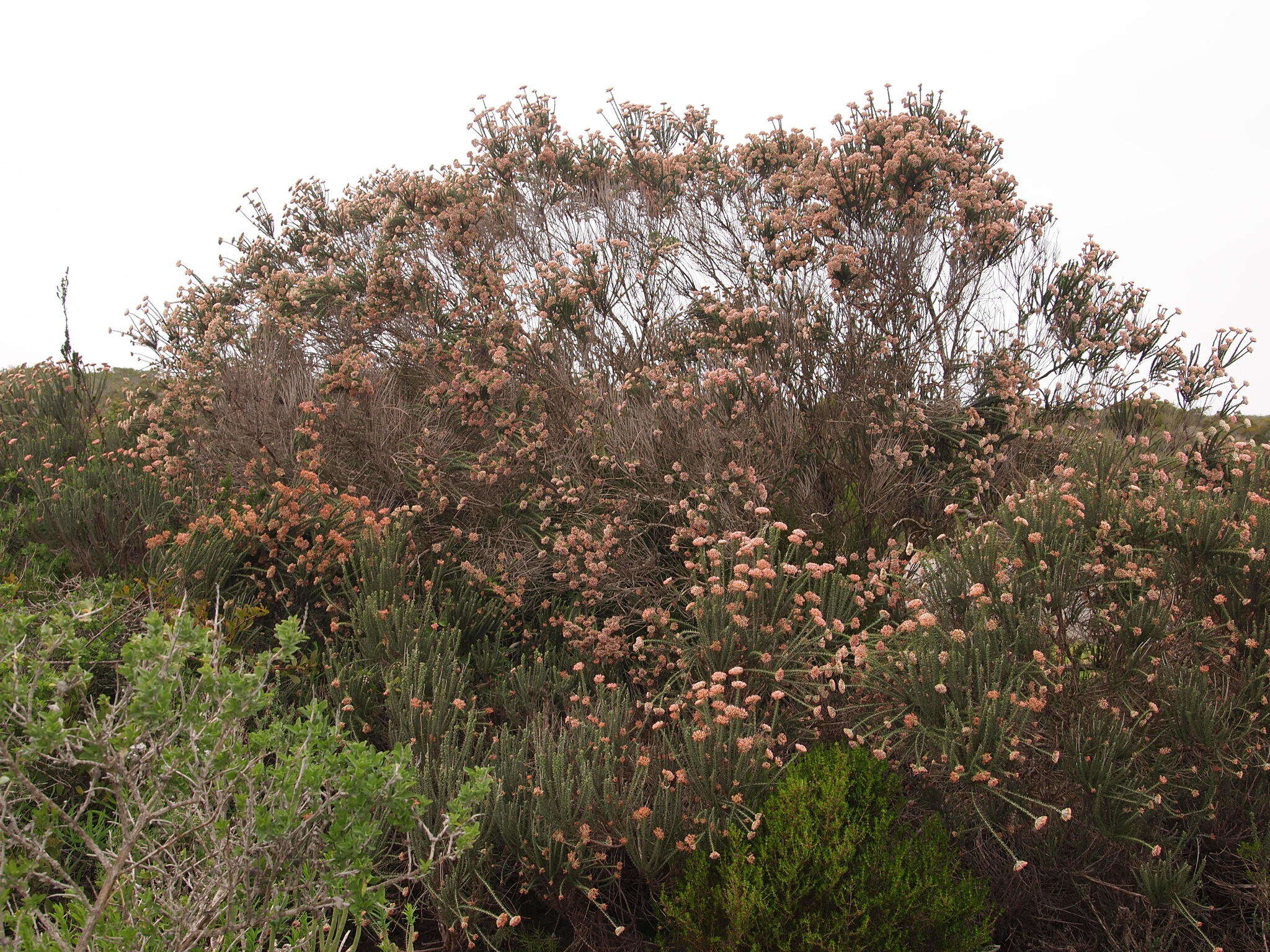 Image of Strandveld Blombush