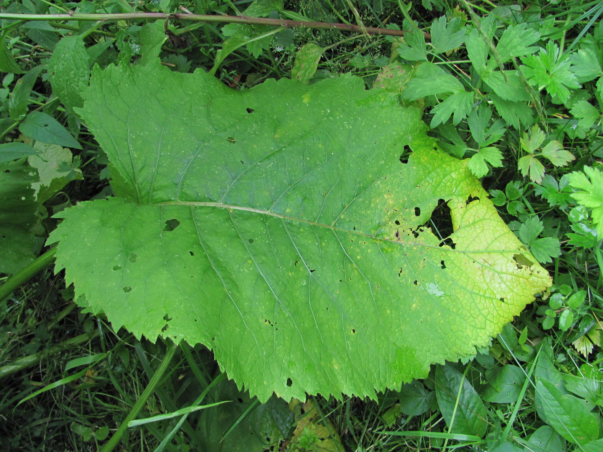 Imagem de Coleosporium telekiae Thüm. 1873