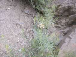 Sivun Achillea ptarmicifolia (Willd.) Rupr. ex Heimerl kuva