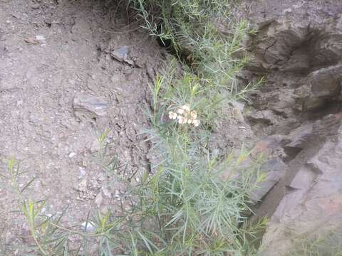 Image of Achillea ptarmicifolia (Willd.) Rupr. ex Heimerl