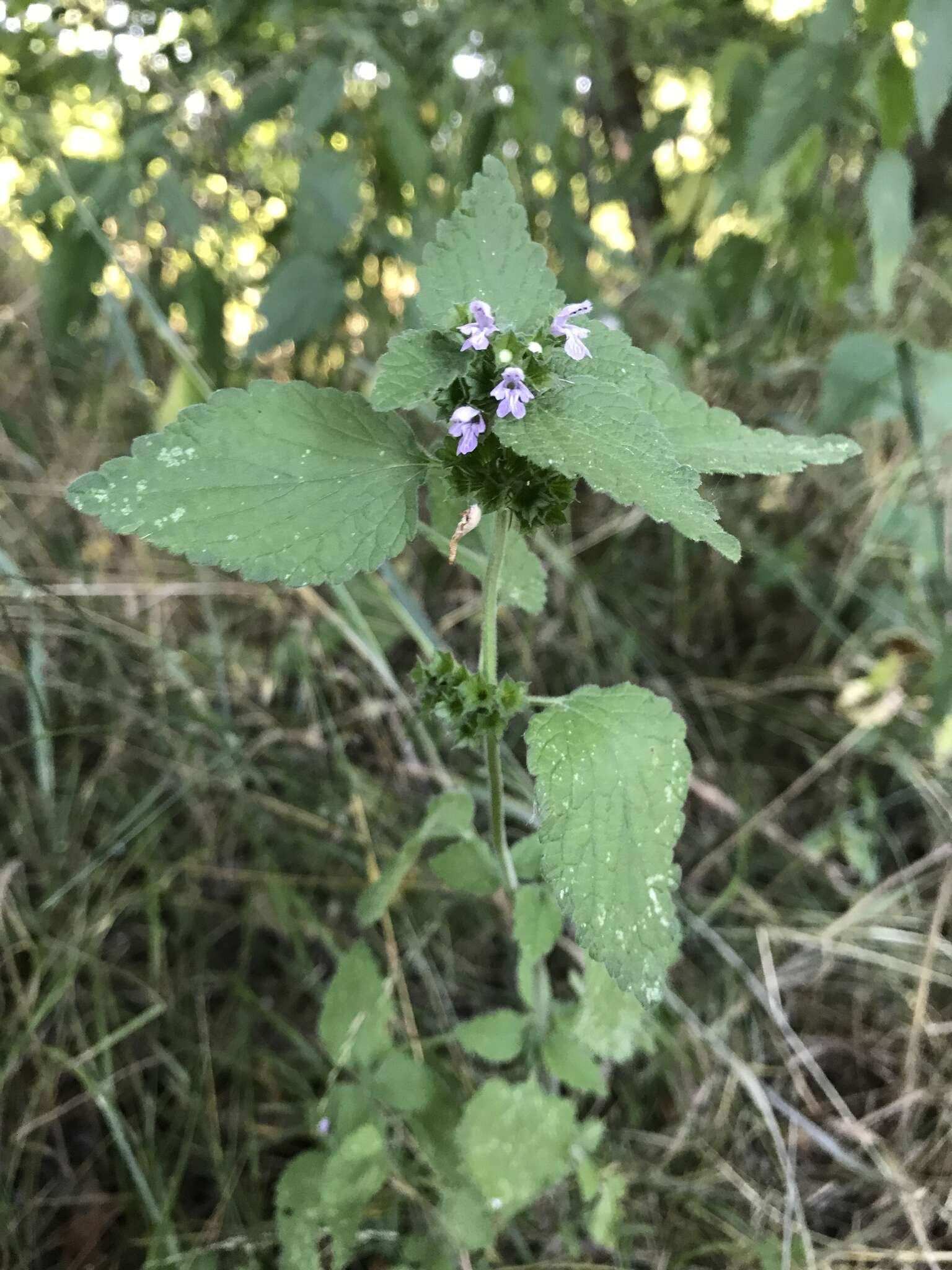 Image of black horehound